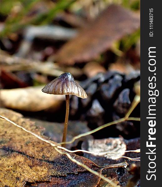 Fungus, Leaf, Mushroom, Flora