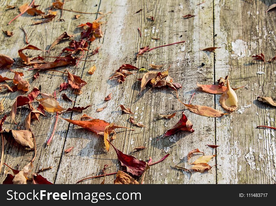 Leaf, Wood, Autumn, Trunk