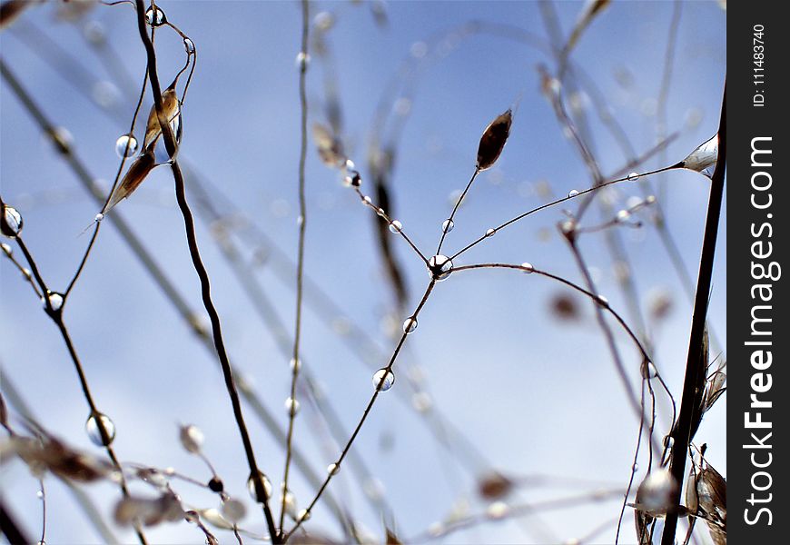 Branch, Twig, Flora, Sky