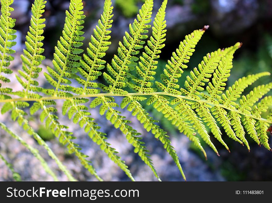 Vegetation, Ferns And Horsetails, Fern, Plant
