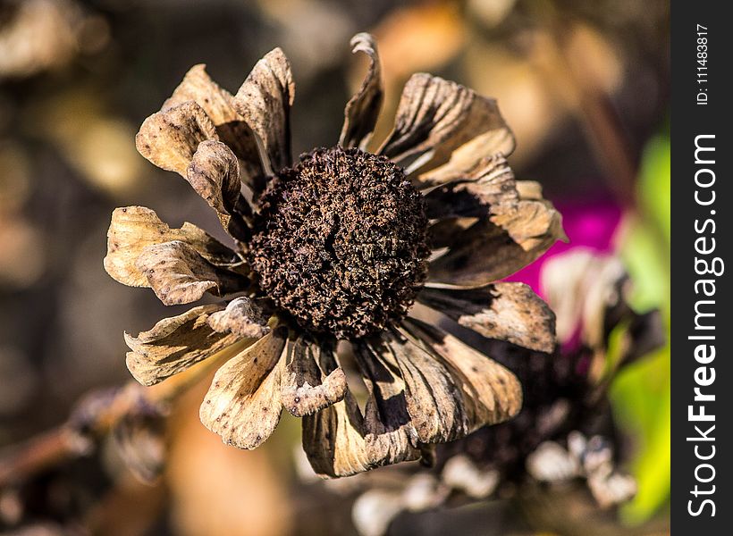 Flower, Flora, Plant, Close Up