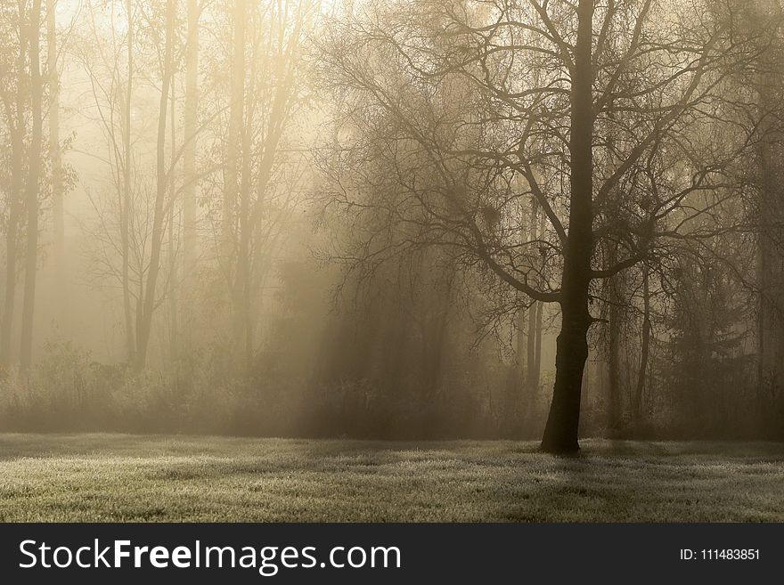 Fog, Mist, Morning, Tree