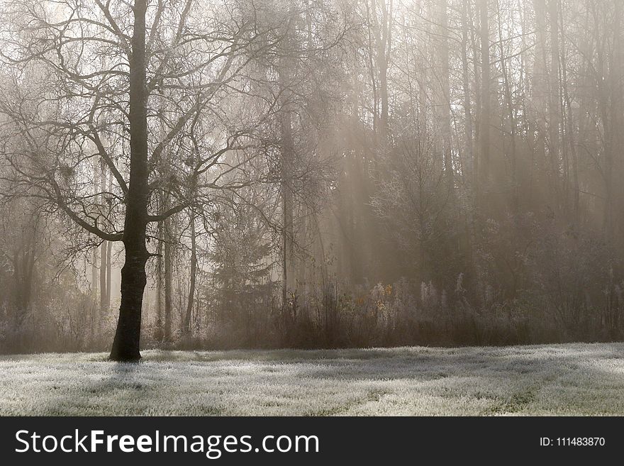 Tree, Fog, Winter, Freezing