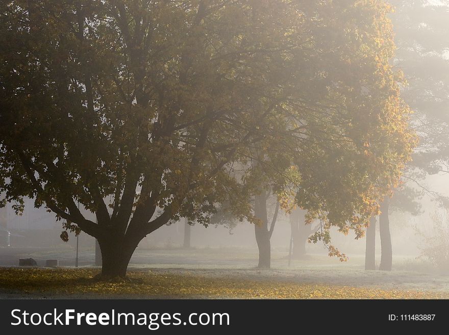 Tree, Fog, Morning, Mist