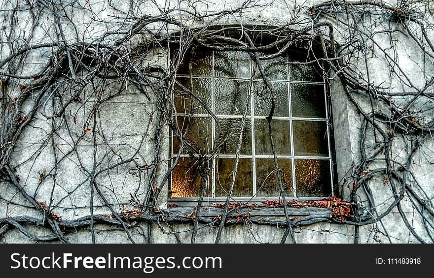 Tree, Branch, Winter, House