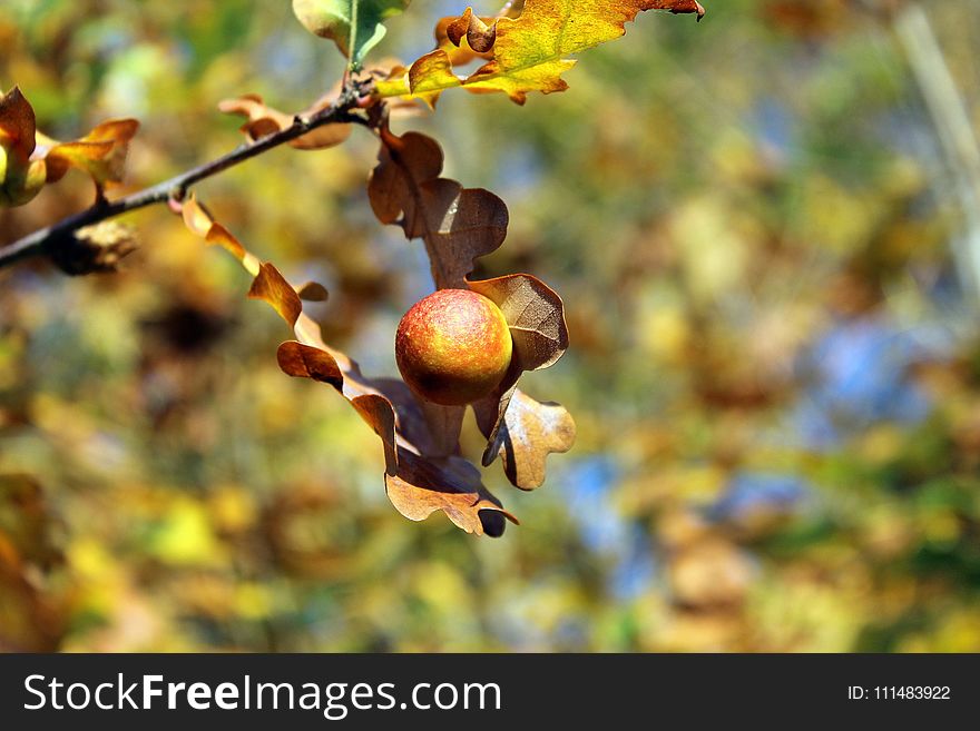 Branch, Leaf, Flora, Autumn