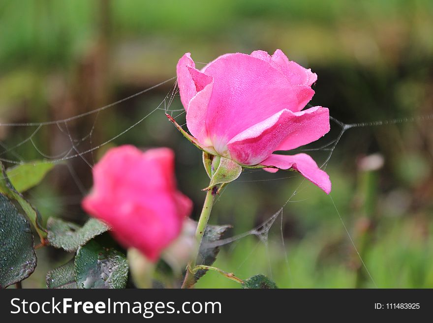 Flower, Rose Family, Pink, Rose