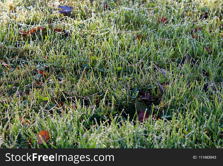 Vegetation, Grass, Ecosystem, Flora