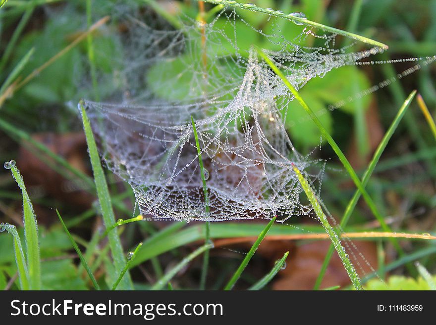 Spider Web, Invertebrate, Arachnid, Spider
