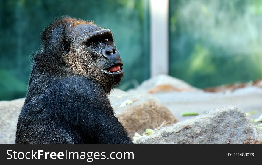 Mammal, Fauna, Great Ape, Chimpanzee