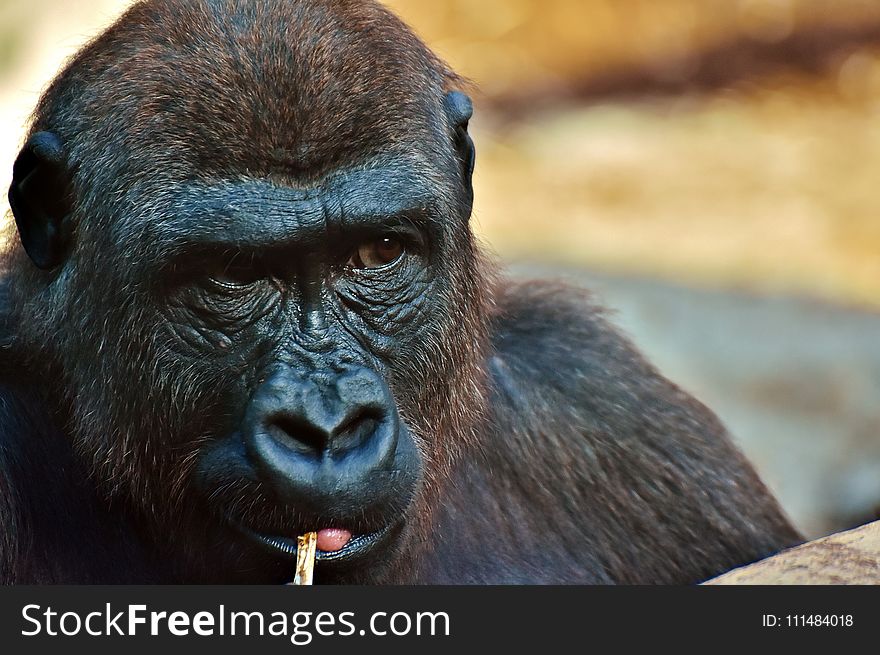 Great Ape, Mammal, Western Gorilla, Fauna