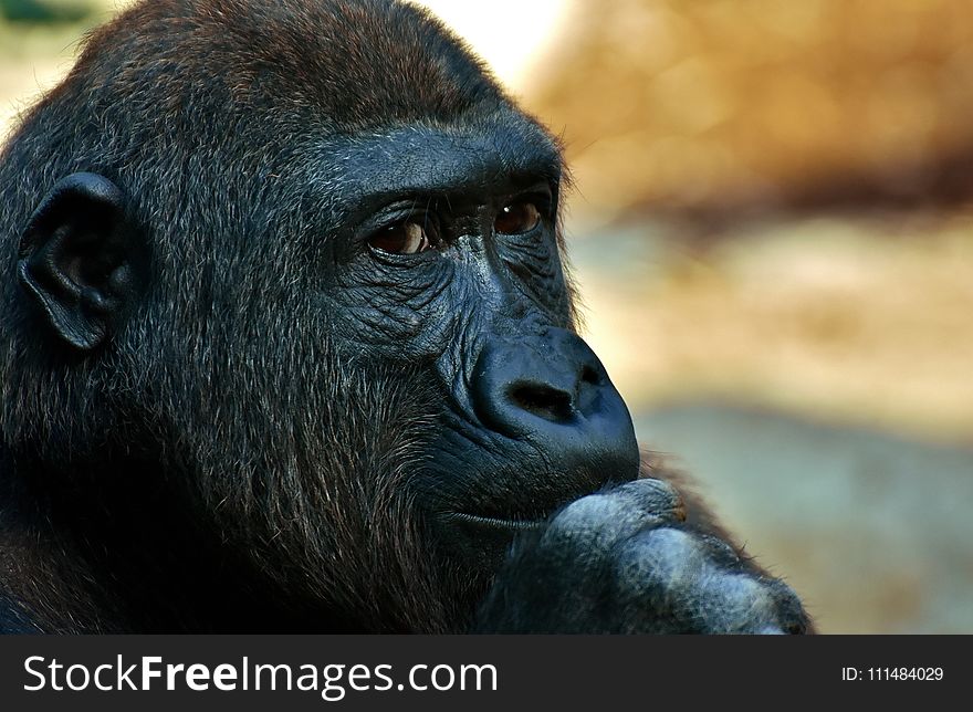 Great Ape, Face, Western Gorilla, Fauna