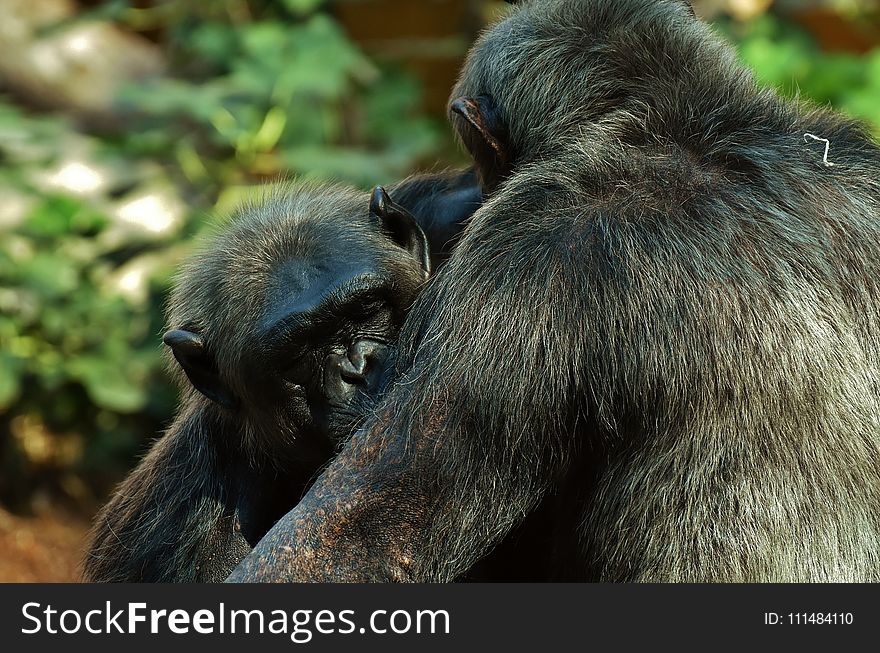 Chimpanzee, Common Chimpanzee, Mammal, Fauna