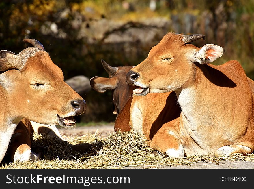 Cattle Like Mammal, Fauna, Wildlife, Terrestrial Animal