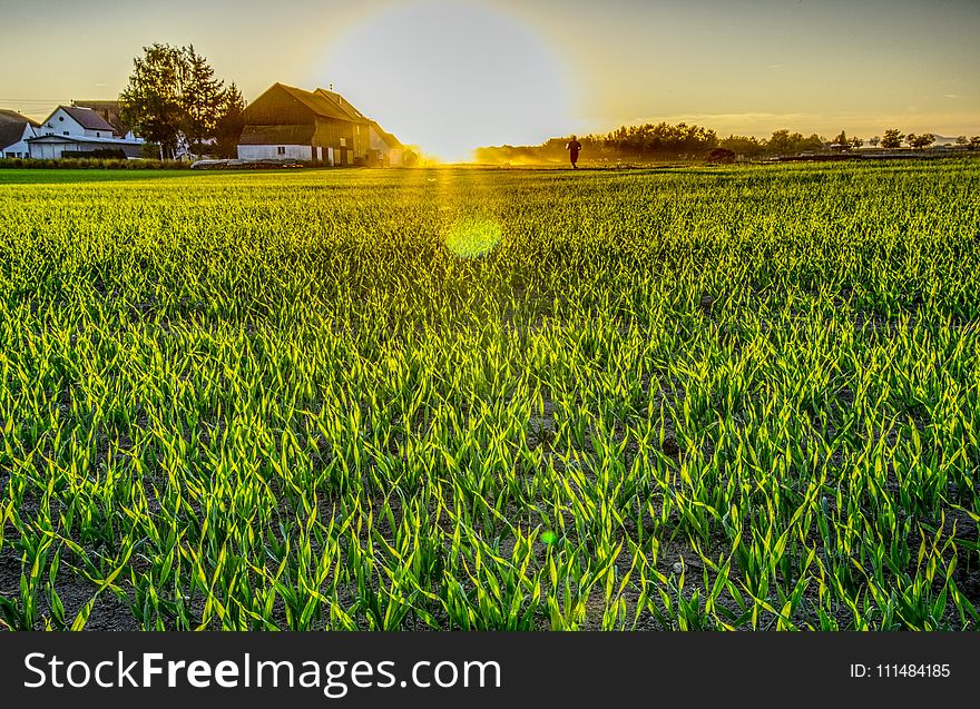 Field, Grass, Grassland, Crop