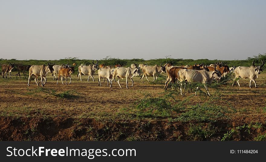 Cattle Like Mammal, Herd, Pasture, Ecosystem
