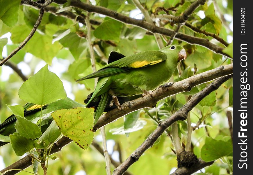 Bird, Fauna, Beak, Wildlife