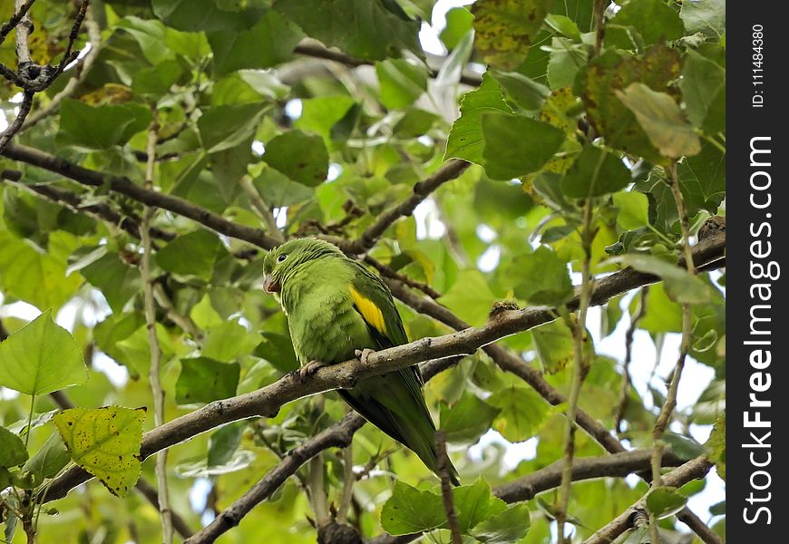 Bird, Fauna, Beak, Branch