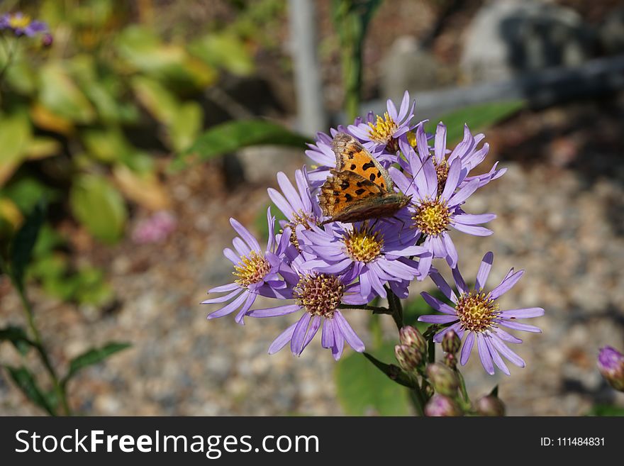 Flower, Flora, Aster, Plant