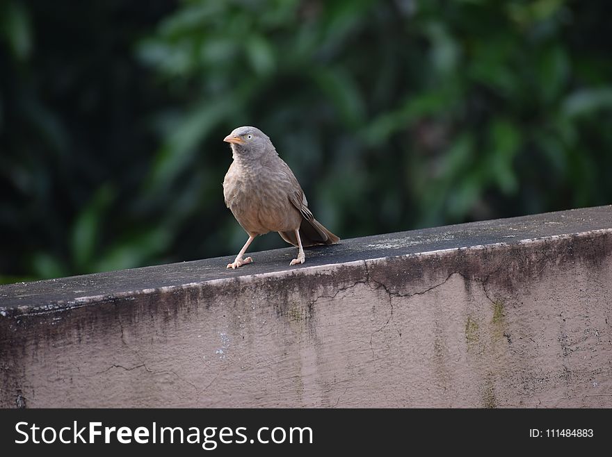 Bird, Fauna, Beak, Old World Flycatcher