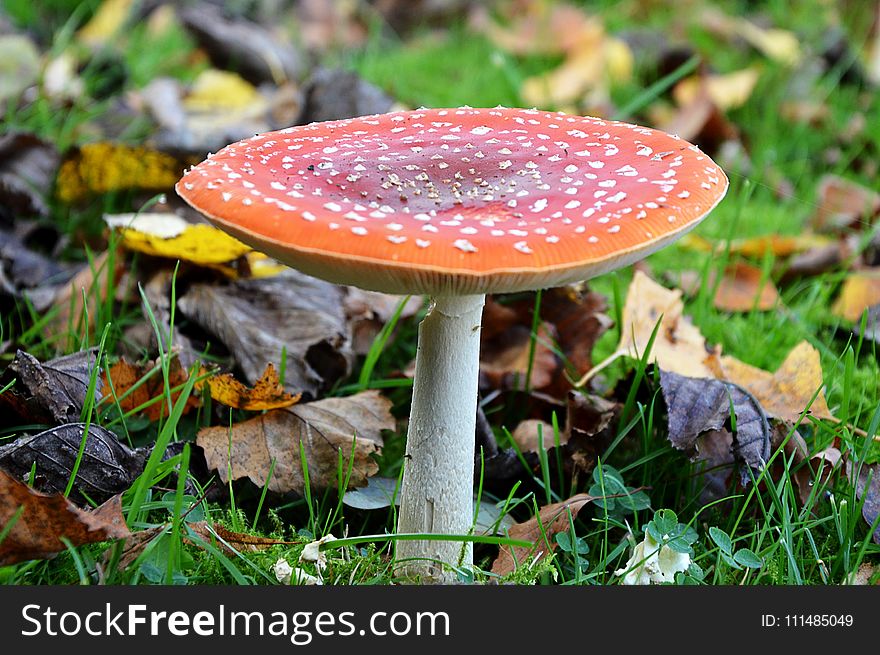 Mushroom, Fungus, Agaric, Leaf