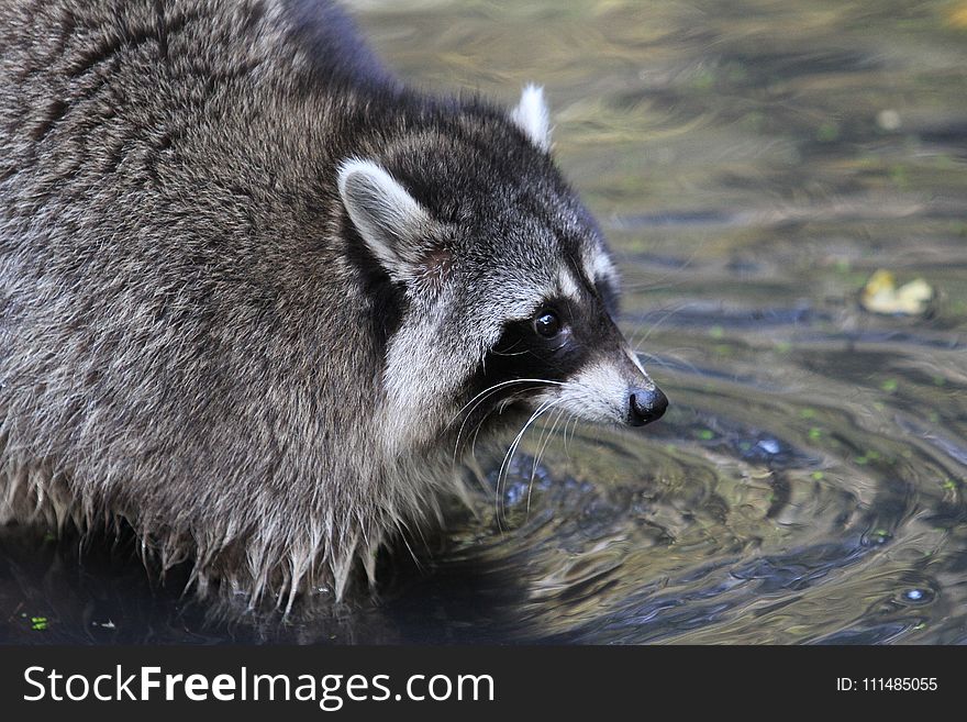 Raccoon, Procyonidae, Procyon, Mammal