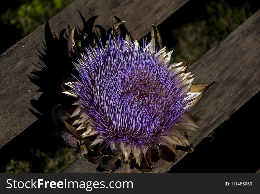 Flower, Plant, Purple, Flora