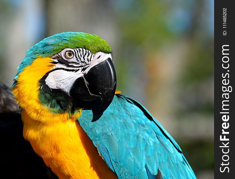 Bird, Beak, Parrot, Macaw
