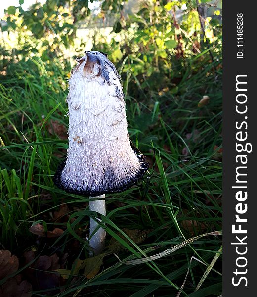 Fungus, Mushroom, Edible Mushroom, Grass