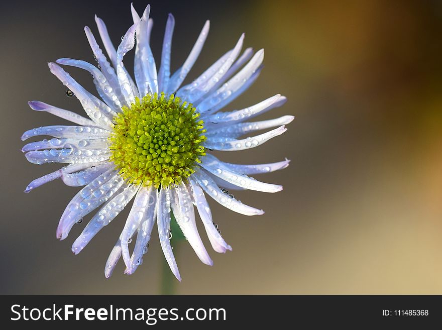 Flower, Aster, Oxeye Daisy, Close Up