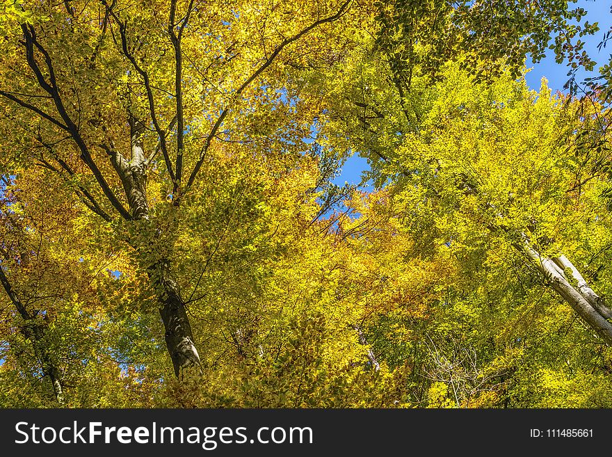 Nature, Tree, Yellow, Leaf