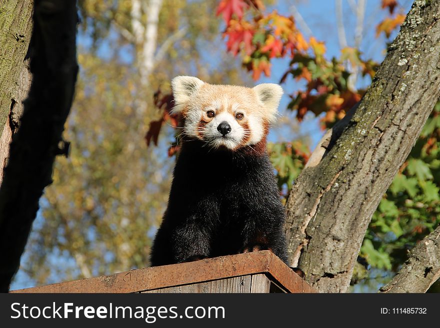 Red Panda, Mammal, Fauna, Terrestrial Animal