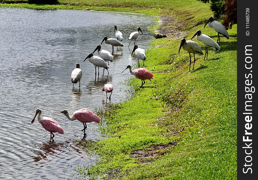 Ecosystem, Bird, Nature Reserve, Water