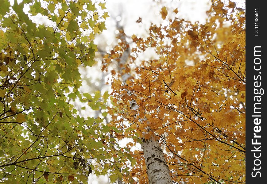 Tree, Leaf, Branch, Autumn