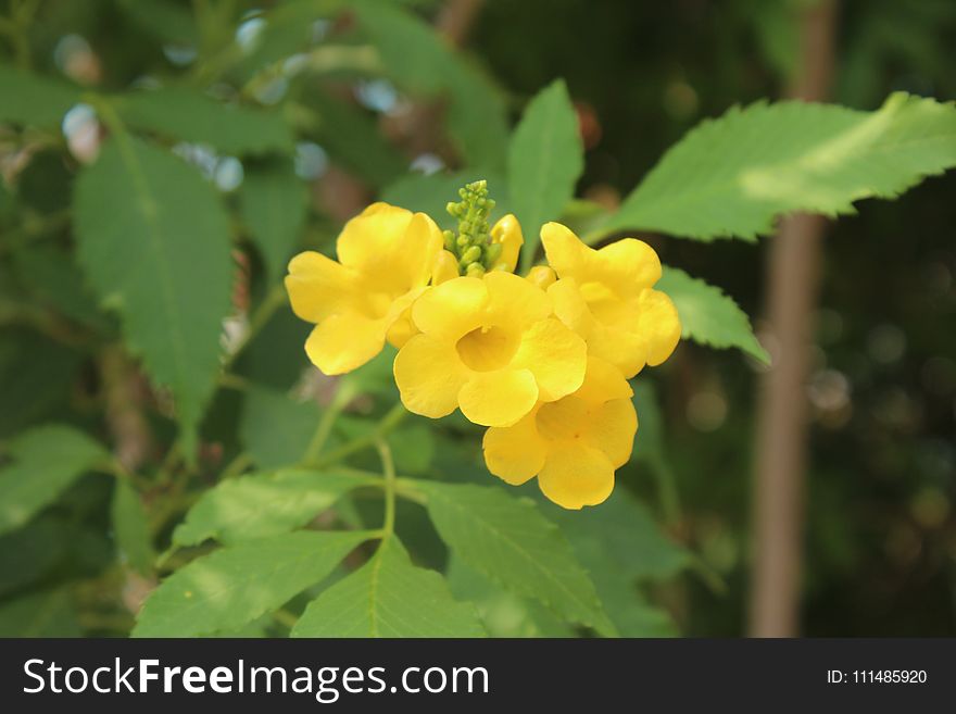 Flower, Flora, Flowering Plant, Plant