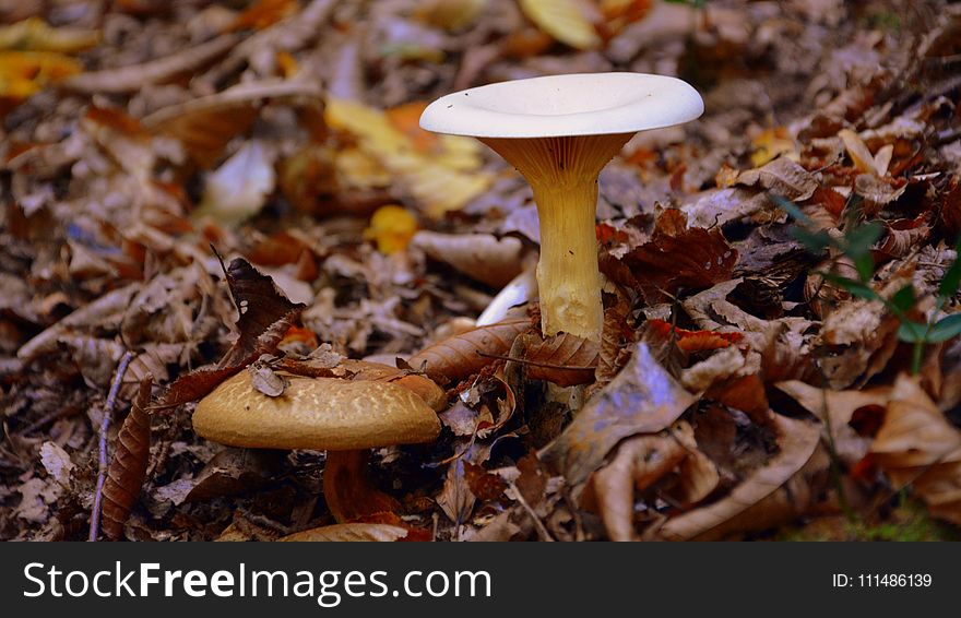 Fungus, Mushroom, Edible Mushroom, Medicinal Mushroom