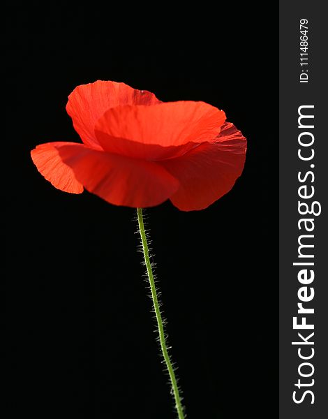 Flower, Red, Poppy, Coquelicot