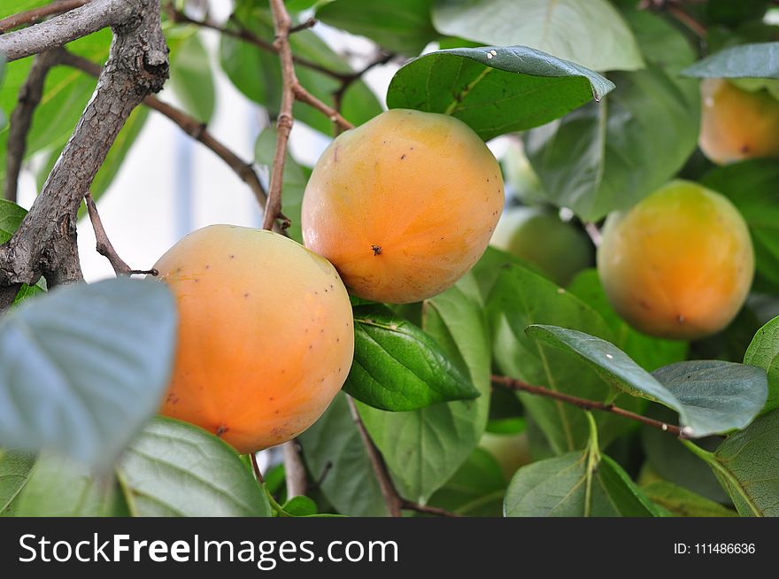 Fruit Tree, Fruit, Diospyros, Persimmon