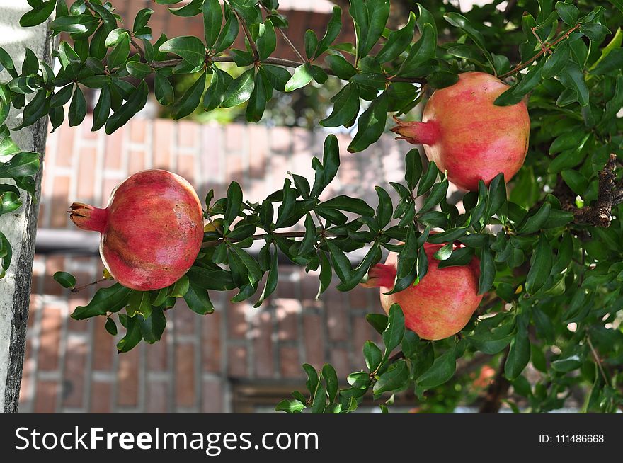 Pomegranate, Fruit, Plant, Produce