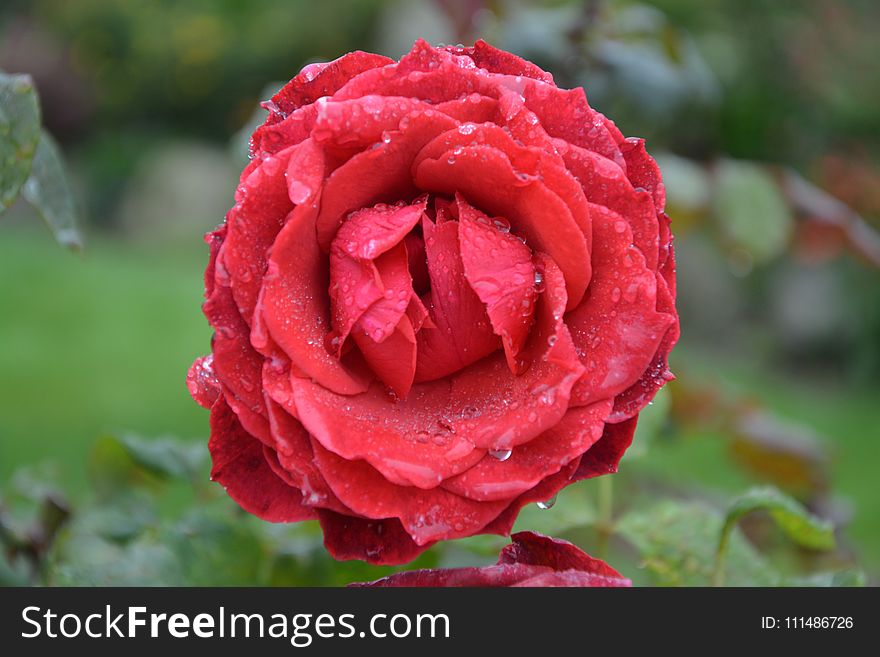 Rose, Red, Flower, Rose Family