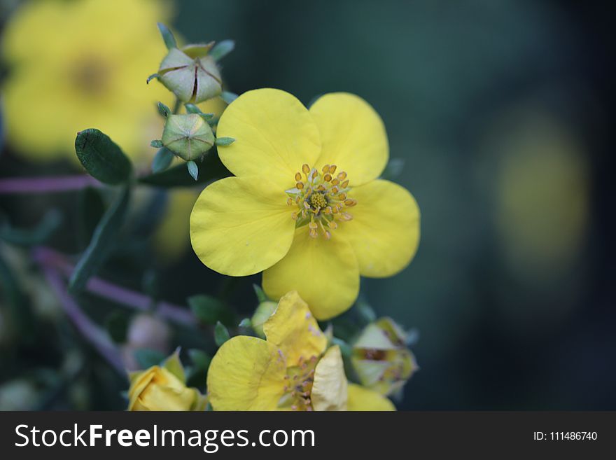 Flower, Yellow, Flora, Wildflower