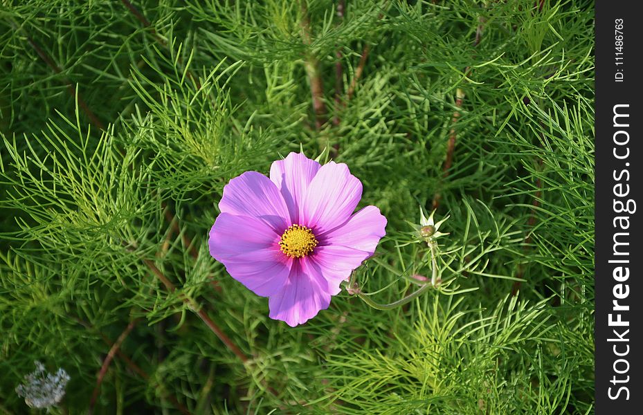 Flower, Garden Cosmos, Plant, Flora