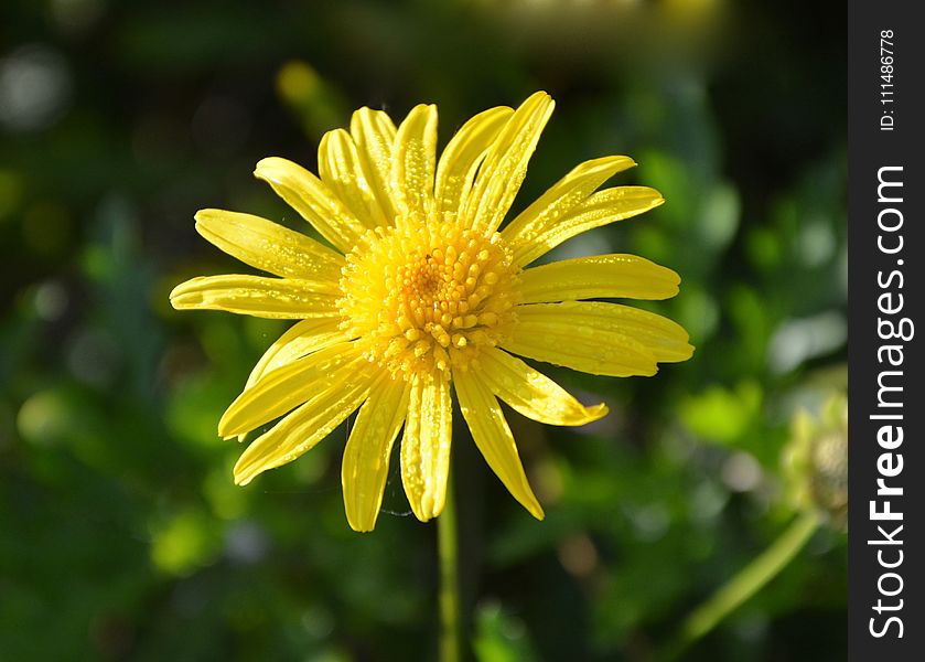 Flower, Yellow, Flora, Marguerite Daisy