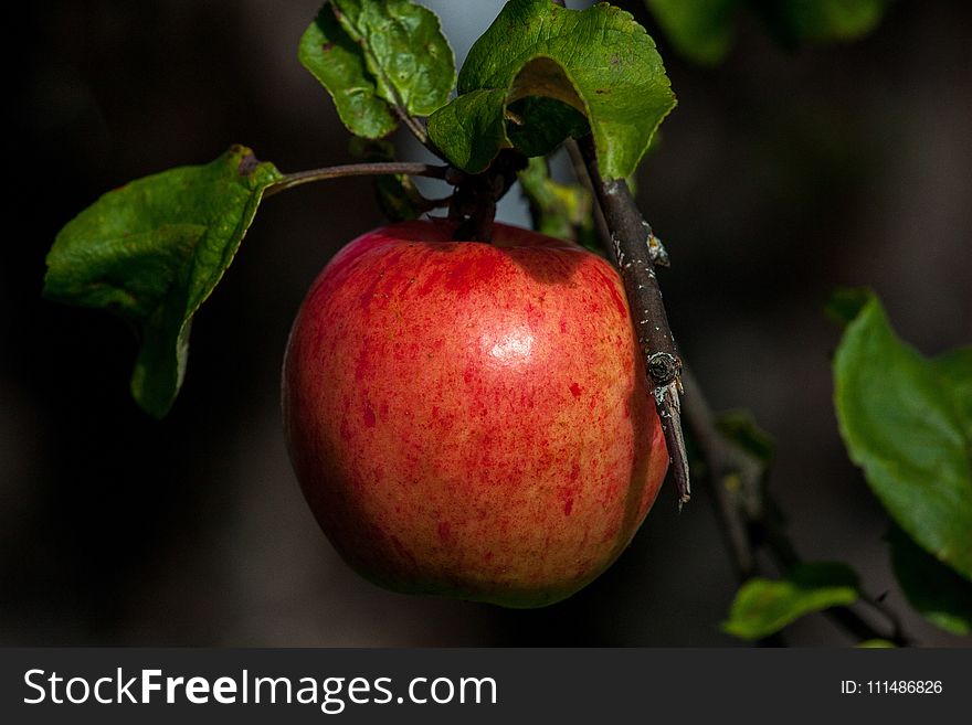 Fruit, Apple, Local Food, Produce