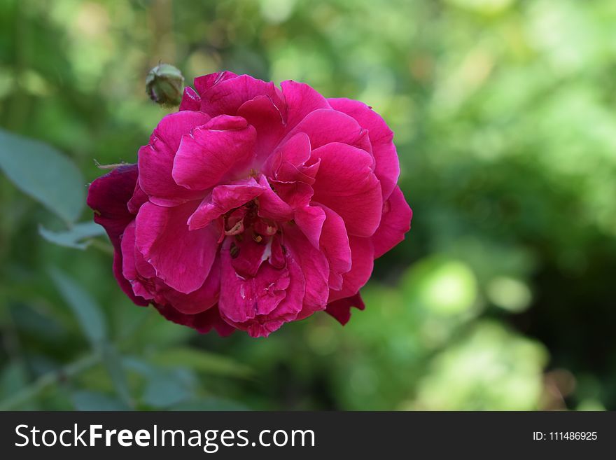 Flower, Rose Family, Rose, Floribunda