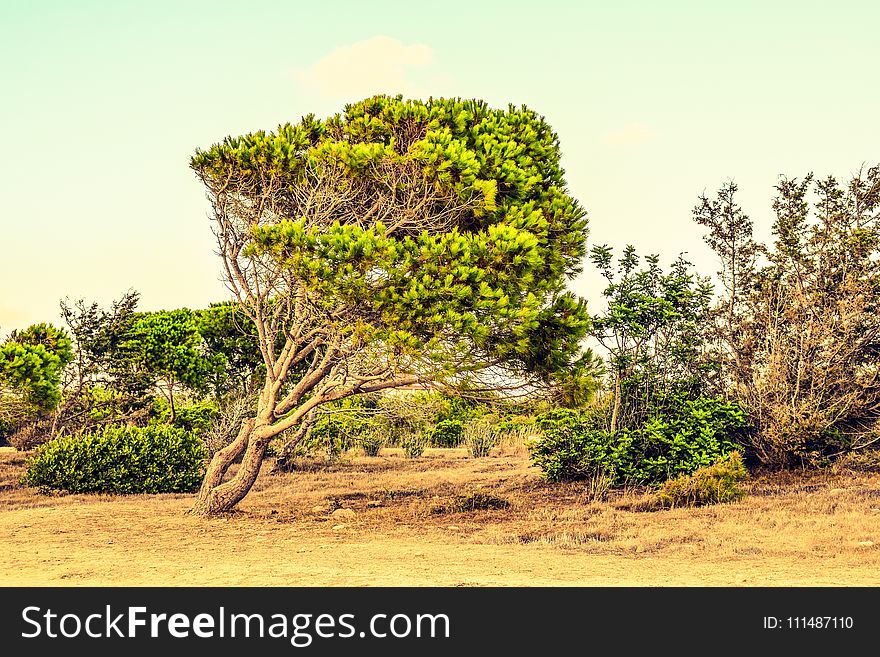 Vegetation, Tree, Ecosystem, Sky