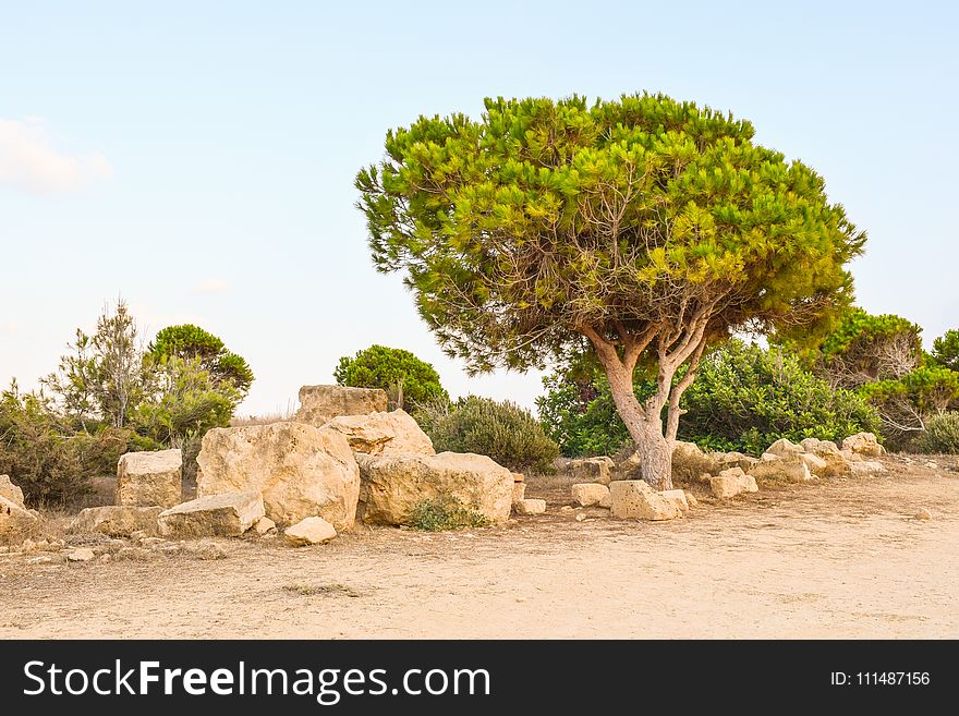 Tree, Vegetation, Ecosystem, Shrubland