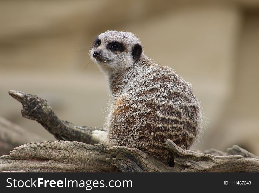 Meerkat, Mammal, Terrestrial Animal, Fauna