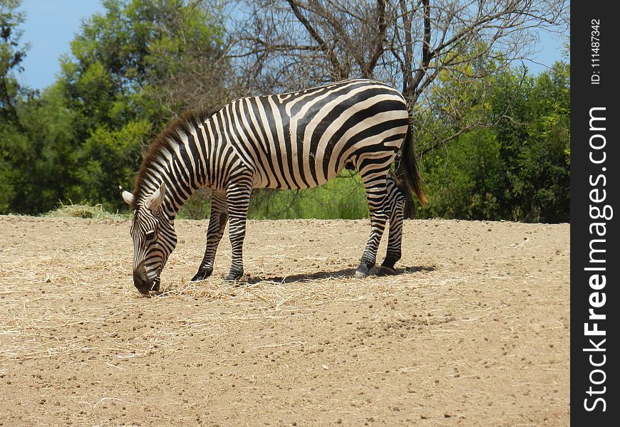 Wildlife, Zebra, Terrestrial Animal, Mammal