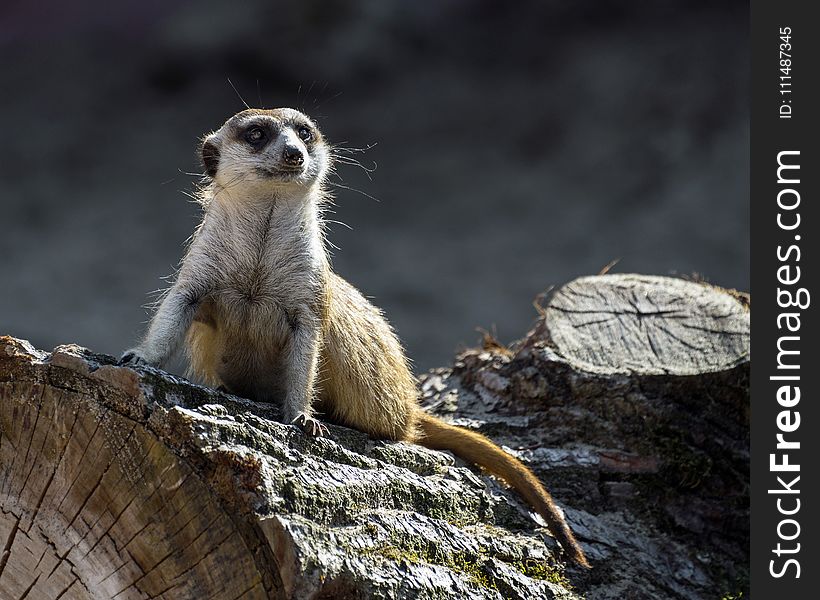 Meerkat, Mammal, Fauna, Terrestrial Animal